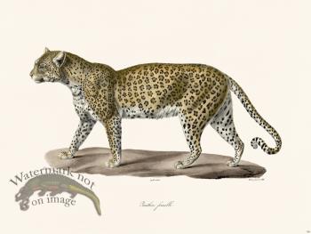 Cuvier 108 Female Panther